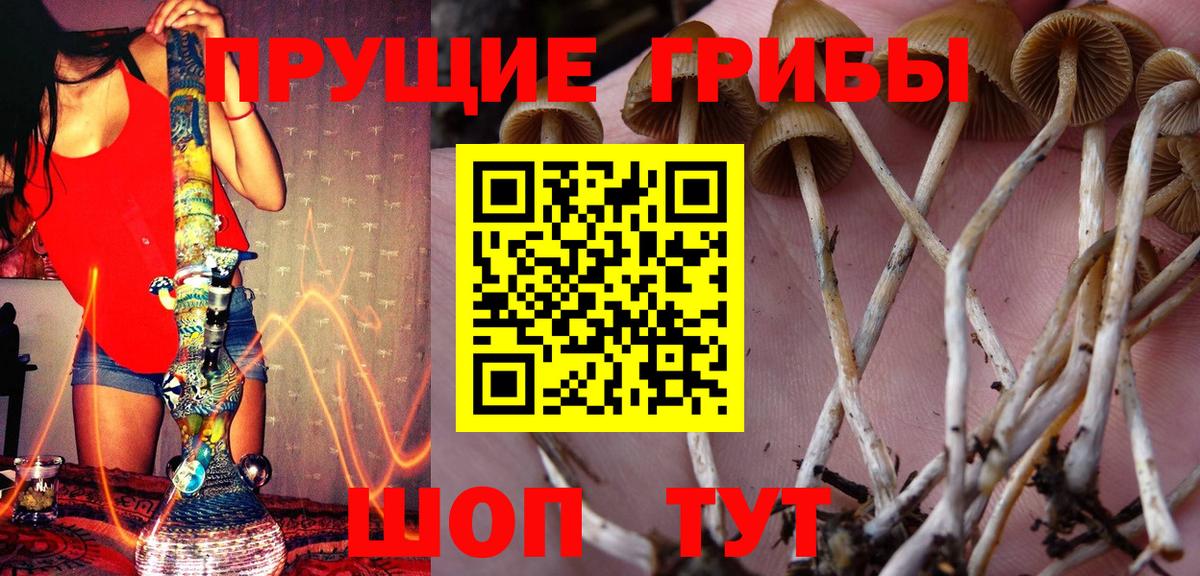 Псилоцибиновые грибы GOLDEN TEACHER  Вход с VPN  Псилоцибиновые грибы Cubensis  Курчалой 